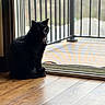Officer Butters joined the competition — help win amazing prizes! animal, balcony, black_cat, cat, collar, curious, domestic_cat, feline, flooring, glass_door, home, indoor, looking_out, metal_railings, natural_light, pet, quiet, shadow, sitting, wooden_floor
