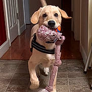 Indy is registered to the contest to win money with this photo: dog, puppy, toy, rope_toy, ball, indoor, hallway, tile_floor, walking, pet, canine, playful, young_dog, animal, light_brown, black_nose, tail, collar, harness, motion