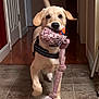 dog, puppy, toy, rope_toy, ball, indoor, hallway, tile_floor, walking, pet, canine, playful, young_dog, animal, light_brown, black_nose, tail, collar, harness, motion