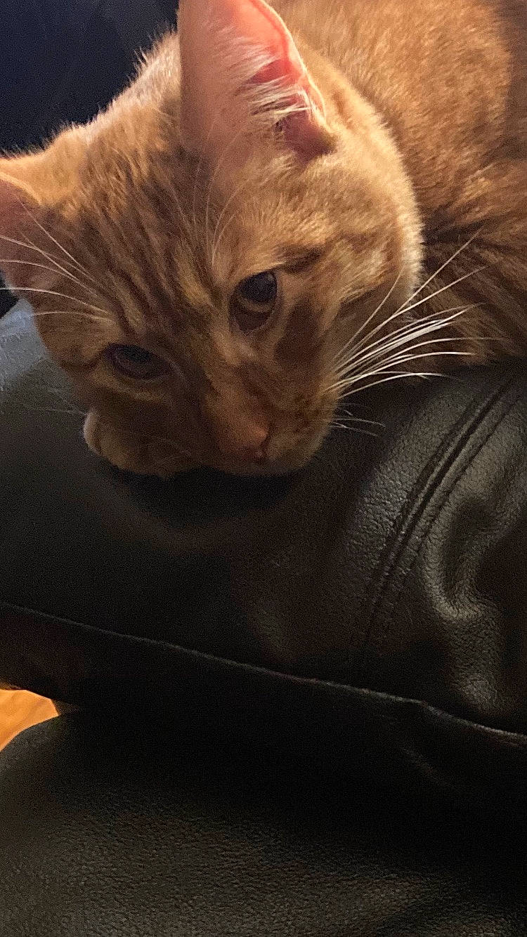 Toby