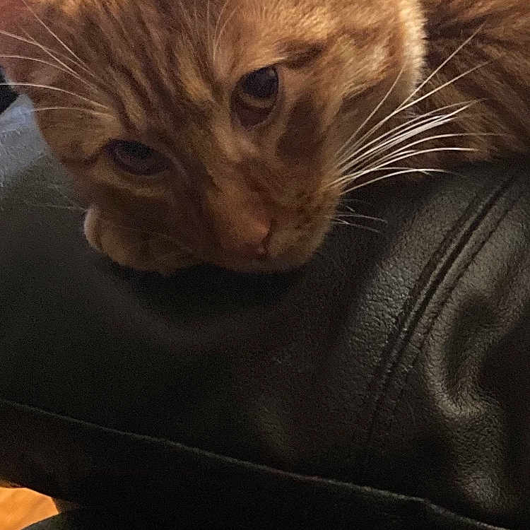 Toby