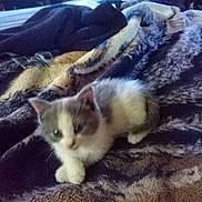 Muffin joined the competition — help win amazing prizes! kitten, cat, pet, animal, furry, indoor, bed, blanket, soft, cute, small, resting, feline, cozy, warm, comfort, fur, sleepy, domestic, young