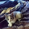 kitten, cat, pet, animal, furry, indoor, bed, blanket, soft, cute, small, resting, feline, cozy, warm, comfort, fur, sleepy, domestic, young
