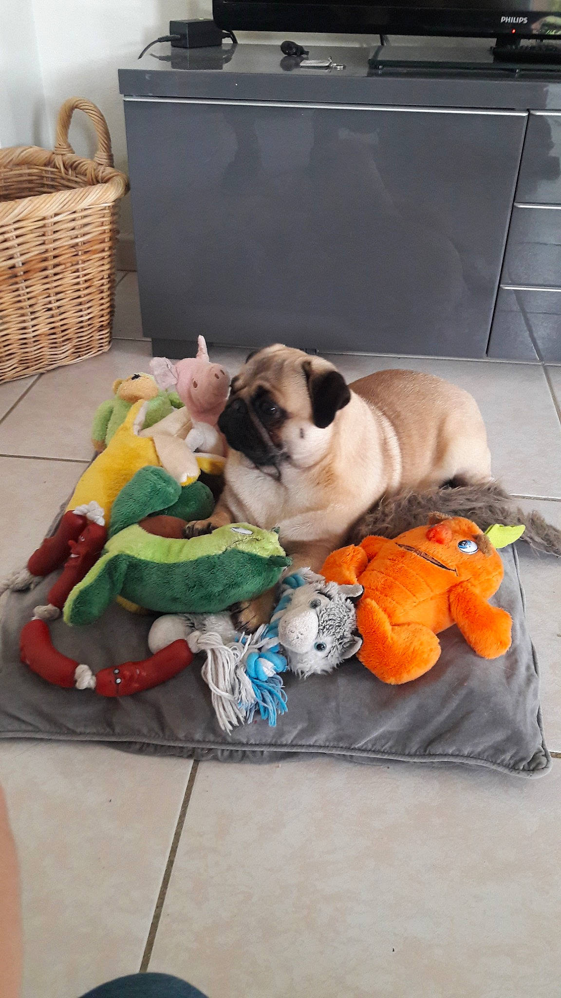 Jacob participe au concours pour gagner de l'argent avec cette photo : bulldog, canidae, carnivore, companion_dog, dog, dog_breed, fawn, non_sporting_group, old_english_bulldog, pug, puppy, snout, sporting_group, toy_dog