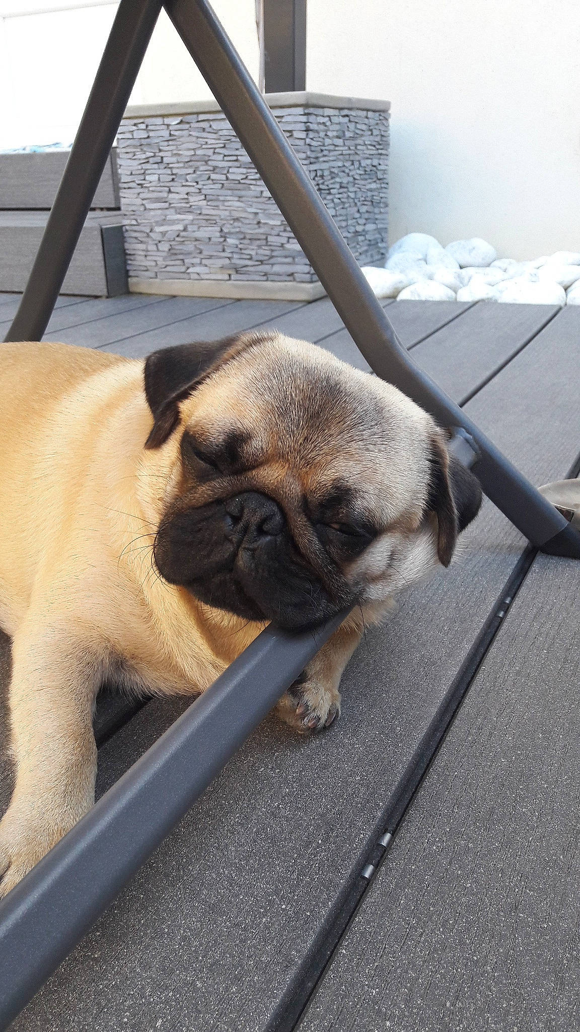 Jacob participe au concours pour gagner de l'argent avec cette photo : canidae, carnivore, companion_dog, dog, dog_breed, fawn, mammal, pug, puppy, puppy_love, skin, snout, sporting_group, toy_dog, vertebrate, wrinkle