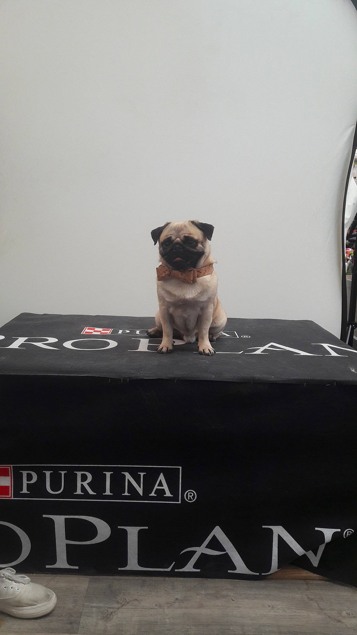 Jacob participe au concours pour gagner de l'argent avec cette photo : canidae, carnivore, companion_dog, dog, dog_breed, fawn, pug, puppy, snout, toy_dog