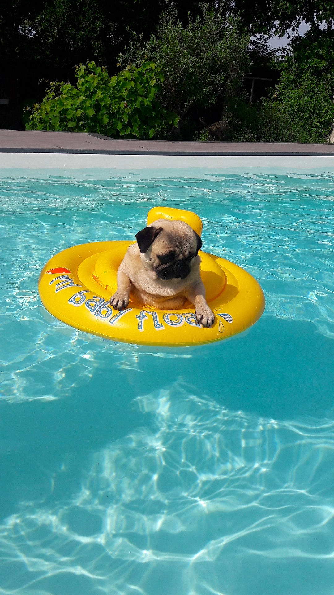 Jacob a rejoint le concours — aidez-le/la à gagner de superbes lots ! canidae, carnivore, dog, fawn, fun, games, inflatable, leisure, lifejacket, pug, recreation, summer, swimming, swimming_pool, toy_dog, vacation, water, water_park, yellow