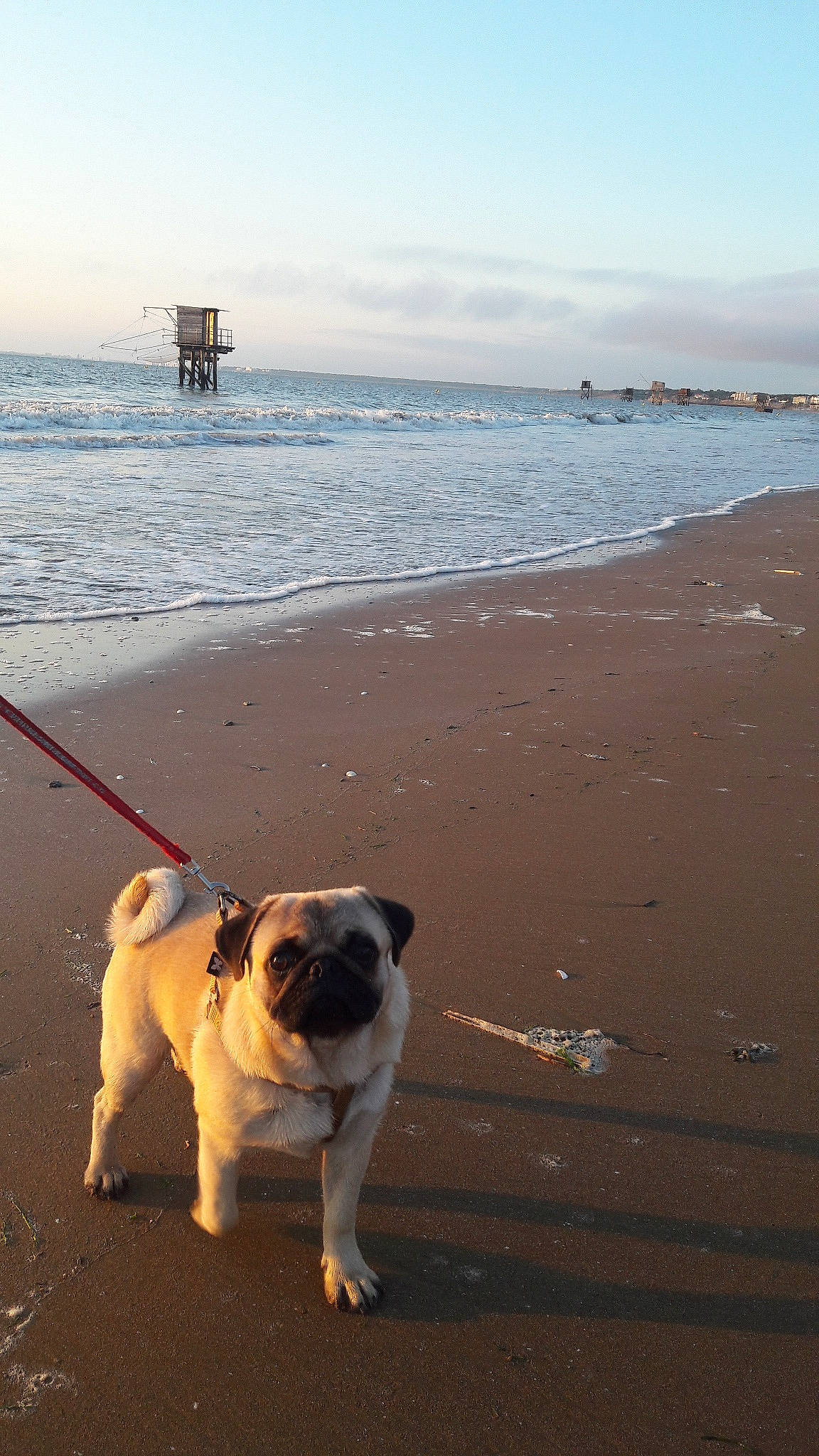 Jacob participe au concours pour gagner de l'argent avec cette photo : beach, canidae, carnivore, coast, companion_dog, dog, dog_breed, dog_walking, leash, mammal, ocean, pug, sand, sea, shore, sky, sporting_group, vacation, water, wave