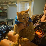 George is registered to the contest to win money with this photo: cat, orange_tabby, blue_shirt, person, tattoo, indoor, room, sitting, hand, furniture, shelf, door, curious, pet, animal, legs, casual_clothing, home, domestic_cat, holding