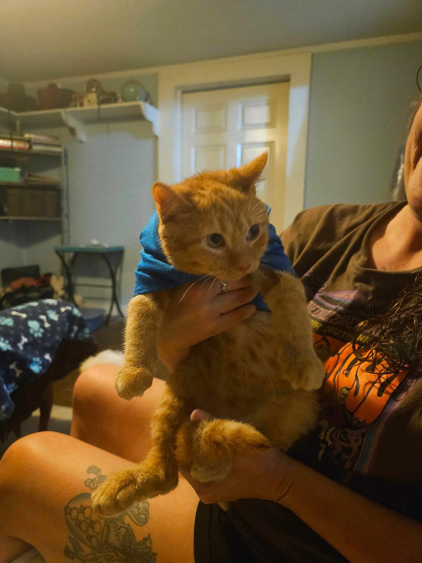 George is registered to the contest to win money with this photo: cat, orange_tabby, blue_shirt, person, tattoo, indoor, room, sitting, hand, furniture, shelf, door, curious, pet, animal, legs, casual_clothing, home, domestic_cat, holding