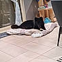 Aïka a rejoint le concours — aidez-le/la à gagner de superbes lots ! dog, black_dog, pet, indoor, floor, cushion, bone, cat_tree, toy, living_room, tile_floor, curtain, window, chair, home, relaxing, animal, furniture, plaything, domestic