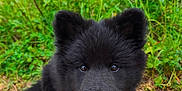 Aïka a rejoint le concours — aidez-le/la à gagner de superbes lots ! puppy, dog, black_fur, cute, outdoor, grass, plants, earth, animal, pet, canine, nature, young_dog, fur, leash, close_up, portrait, sitting, curious, adorable