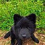 puppy, dog, black_fur, cute, outdoor, grass, plants, earth, animal, pet, canine, nature, young_dog, fur, leash, close_up, portrait, sitting, curious, adorable
