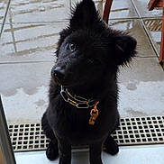 Aïka participe au concours pour gagner de l'argent avec cette photo : dog, black_dog, puppy, pet, sitting, tilted_head, wet_floor, chain_collar, outdoor, tile_floor, curious, furry, domestic_animal, canine, looking_up, indoors_outdoors, floor_drain, wooden_chair, young_dog, obedient