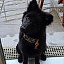 dog, black_dog, puppy, pet, sitting, tilted_head, wet_floor, chain_collar, outdoor, tile_floor, curious, furry, domestic_animal, canine, looking_up, indoors_outdoors, floor_drain, wooden_chair, young_dog, obedient