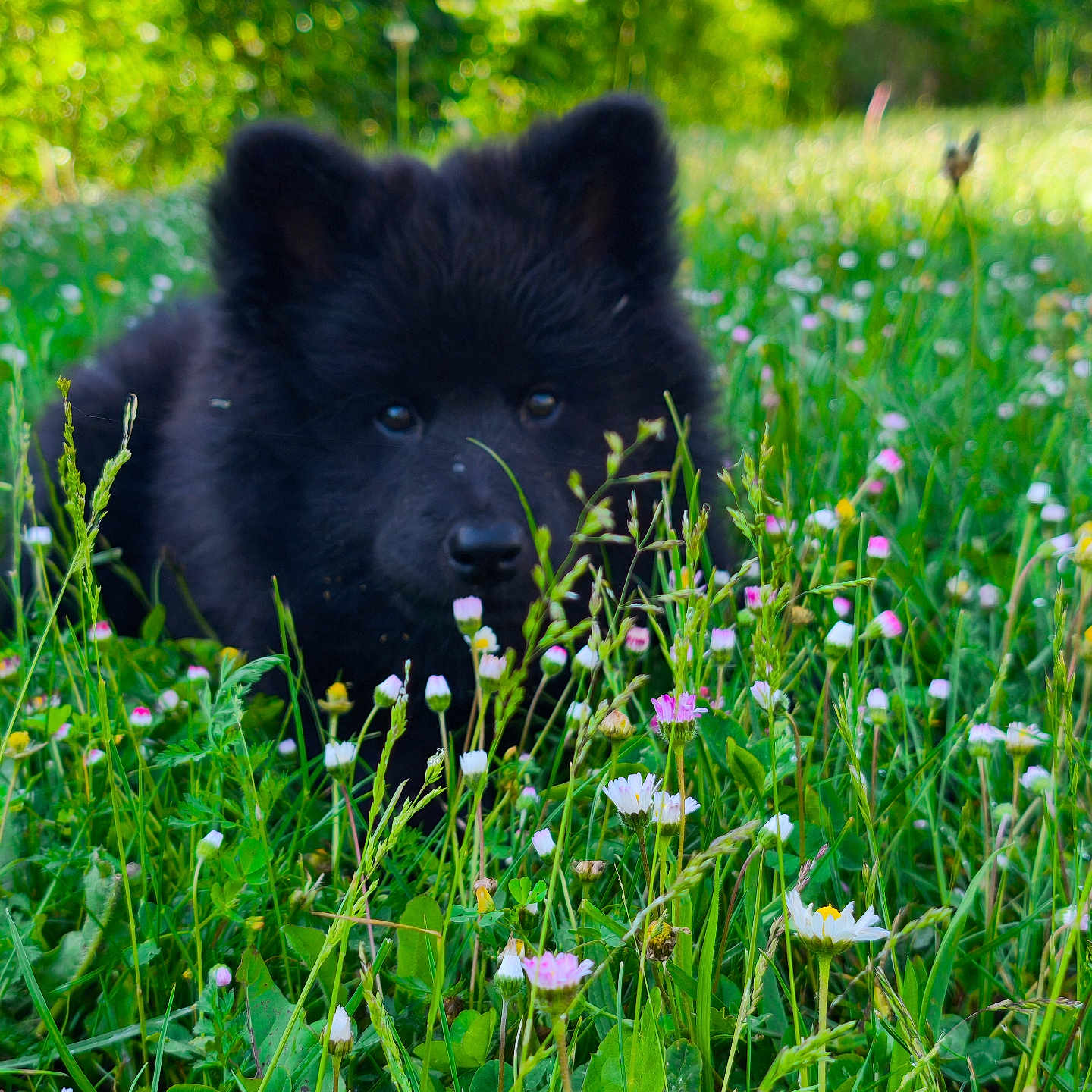 Aïka participe au concours pour gagner de l'argent avec cette photo : animal, black_fur, canine, close_up, curious, cute, dog, flowers, fluffy, grass, greenery, meadow, nature, outdoor, pet, playful, puppy, summer, wildflowers, young_dog