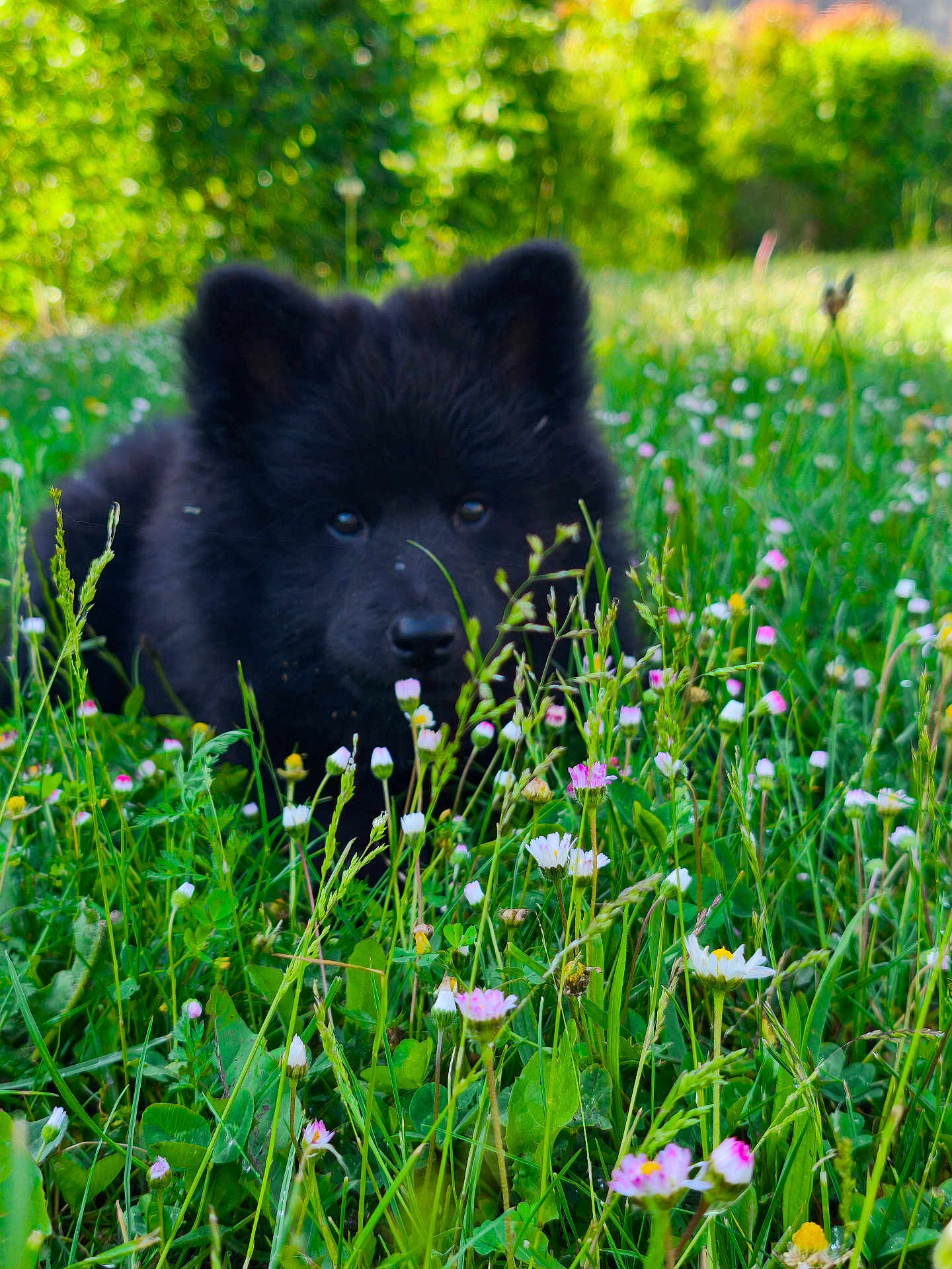 Aïka participe au concours pour gagner de l'argent avec cette photo : puppy, dog, black_fur, grass, flowers, greenery, nature, outdoor, cute, pet, animal, meadow, wildflowers, young_dog, canine, fluffy, close_up, summer, playful, curious