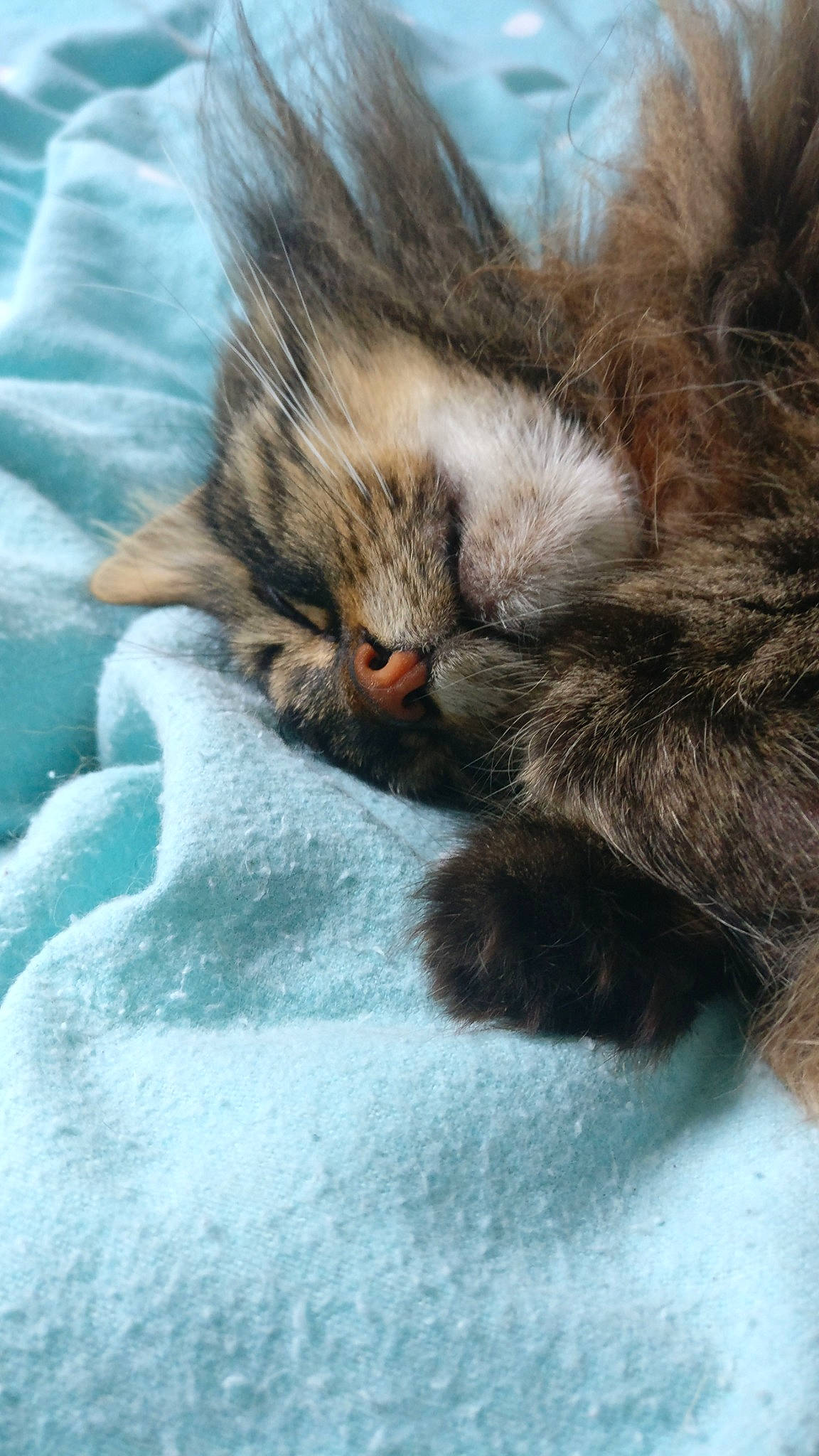 Funzy a rejoint le concours — aidez-le/la à gagner de superbes lots ! carnivore, cat, cat_bed, claw, comfort, domestic_short_haired_cat, felidae, fur, liver, nap, paw, sleep, small_to_medium_sized_cats, snout, tail, terrestrial_animal, whiskers