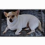 animal, blanket, canine, comfort, companion, cozy, cream_fur, cute, dog, domestic_animal, ears, fur, indoor, lying_down, pet, portrait, relaxed, resting, small_dog, tail
