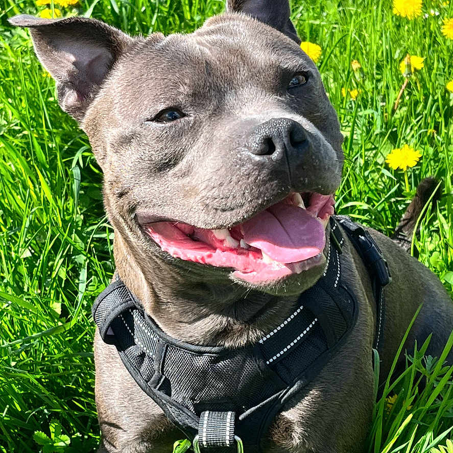 Iron participe au concours pour gagner de l'argent avec cette photo : accessories, animal, bulldog, canine, collar, daisy, dog, field, flower, frenchbulldog, grass, grassland, lawn, nature, outdoors, pet, pitbull, plant, puppy, strap