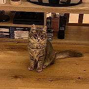 Gallifrey participe au concours pour gagner de l'argent avec cette photo : cat, gray_cat, fluffy, pet, indoor, wooden_floor, tv_stand, video_games, gaming, remote_control, sitting, furniture, electronics, home, living_room, cute, animal, domestic_cat, fur, ears