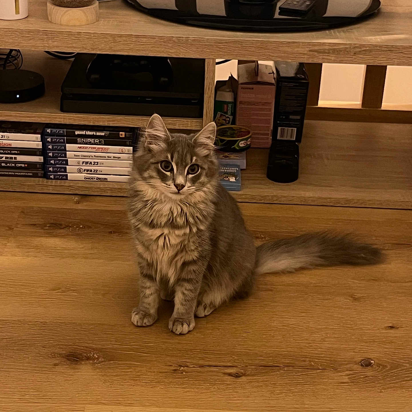 Gallifrey participe au concours pour gagner de l'argent avec cette photo : animal, cat, cute, domestic_cat, ears, electronics, fluffy, fur, furniture, gaming, gray_cat, home, indoor, living_room, pet, remote_control, sitting, tv_stand, video_games, wooden_floor