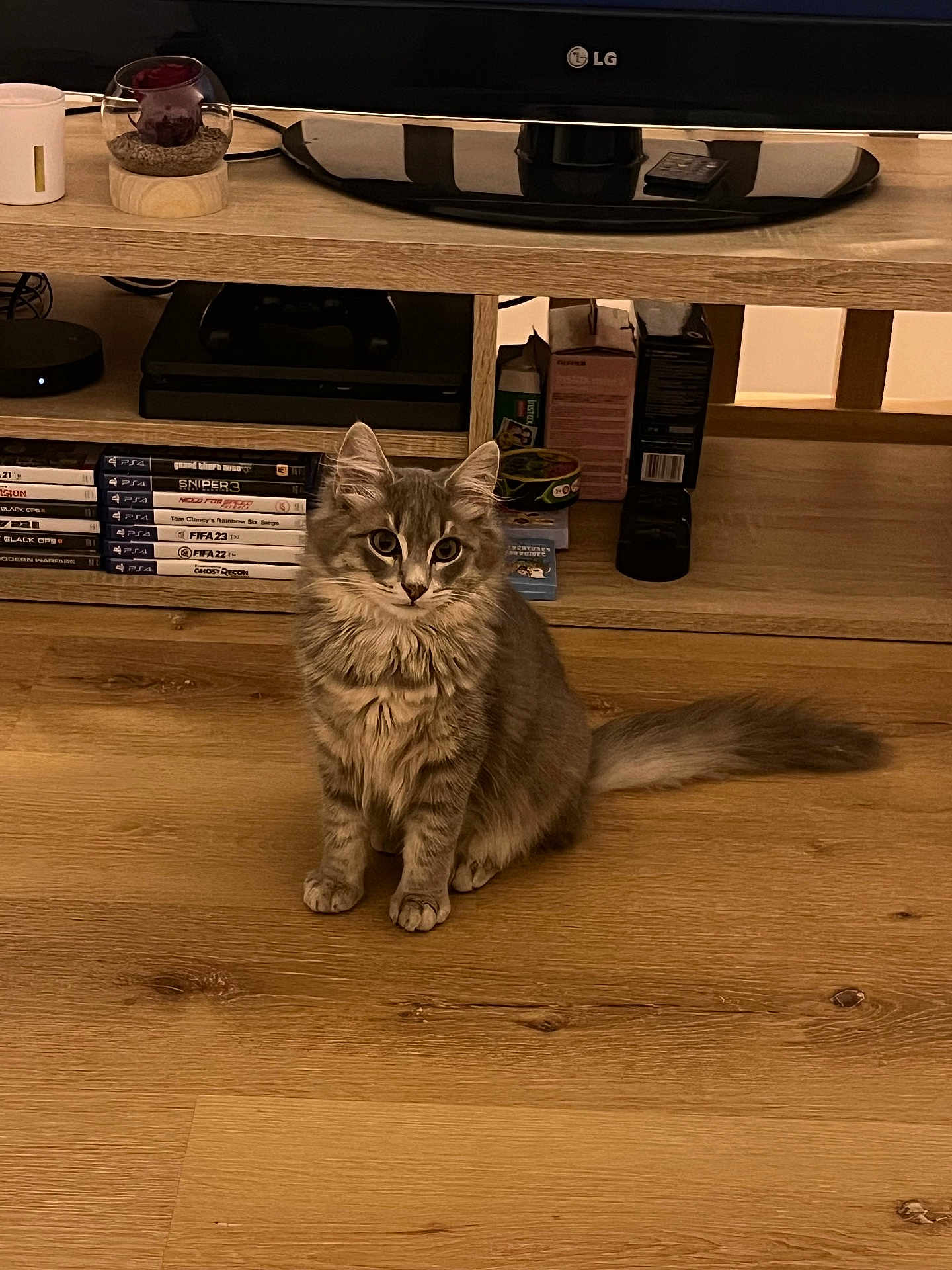 Gallifrey participe au concours pour gagner de l'argent avec cette photo : cat, gray_cat, fluffy, pet, indoor, wooden_floor, tv_stand, video_games, gaming, remote_control, sitting, furniture, electronics, home, living_room, cute, animal, domestic_cat, fur, ears