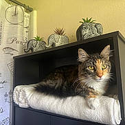 Laila is registered to the contest to win money with this photo: cat, calico_cat, blanket, shelf, elephant_planters, succulents, indoor, furniture, curtain, patterned, plant, resting, cozy, decor, wooden, pet, animal, whiskers, yellow_eyes, home