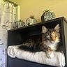 animal, blanket, calico_cat, cat, cozy, curtain, decor, elephant_planters, furniture, home, indoor, patterned, pet, plant, resting, shelf, succulents, whiskers, wooden, yellow_eyes