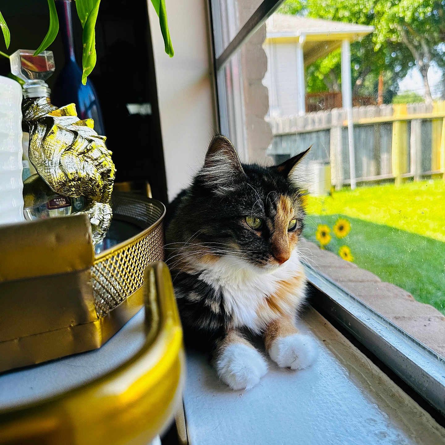 Laila joined the competition — help win amazing prizes! cat, calico_cat, windowsill, window, sunlight, greenery, flowers, backyard, fence, decor, gold, glass, reflection, indoor, pet, animal, resting, daylight, nature, peaceful