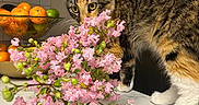 Laila joined the competition — help win amazing prizes! cat, tabby_cat, flowers, pink_flowers, marble_countertop, fruit_bowl, oranges, limes, kitchen, curious, pet, animal, indoor, sniffing, plant, greenery, white_paws, yellow_eyes, domestic_cat, fur