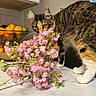 animal, cat, curious, domestic_cat, flowers, fruit_bowl, fur, greenery, indoor, kitchen, limes, marble_countertop, oranges, pet, pink_flowers, plant, sniffing, tabby_cat, white_paws, yellow_eyes