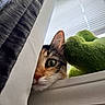 Laila is registered to the contest to win money with this photo: cat, curious, peeking, eye, curtain, fabric, window, blinds, daylight, plush, frog, green, soft, indoor, pet, closeup, whiskers, feline, nose, cozy
