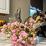 Laila joined the competition — help win amazing prizes! cat, calico_cat, flowers, pink_flowers, marble_countertop, kitchen, indoor, curious, sniffing, pet, animal, feline, plant, green_buds, window, curtain, fruit_bowl, plastic_bag, domestic, whiskers