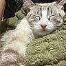 Lucy joined the competition — help win amazing prizes! cat, sleeping, close_up, pink_nose, fluffy_fur, green_blanket, cozy, relaxed, pet, animal, indoor, cute, whiskers, feline, resting, soft_texture, snuggled, peaceful, domestic_animal, nap