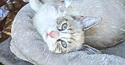 Lucy joined the competition — help win amazing prizes! cat, blue_eyes, cat_tree, indoor, window_reflection, plush, relaxed, feline, pet, fur, cozy, home_interior, plant, gray, pink_nose, resting, animal, looking_up, domestic_cat, soft_texture