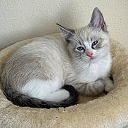 Lucy is registered to the contest to win money with this photo: kitten, cat, pet, animal, feline, blue_eyes, fur, resting, sleepy, bed, soft, beige, indoor, cute, small, whiskers, ears, tail, close_up, cozy