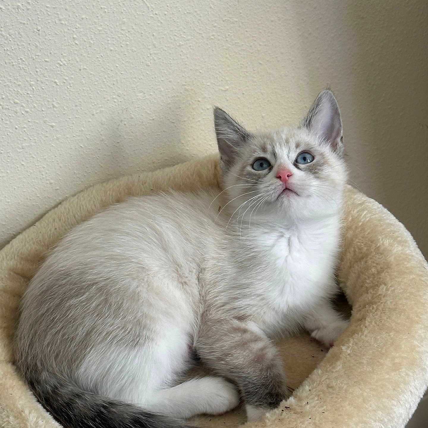 Lucy