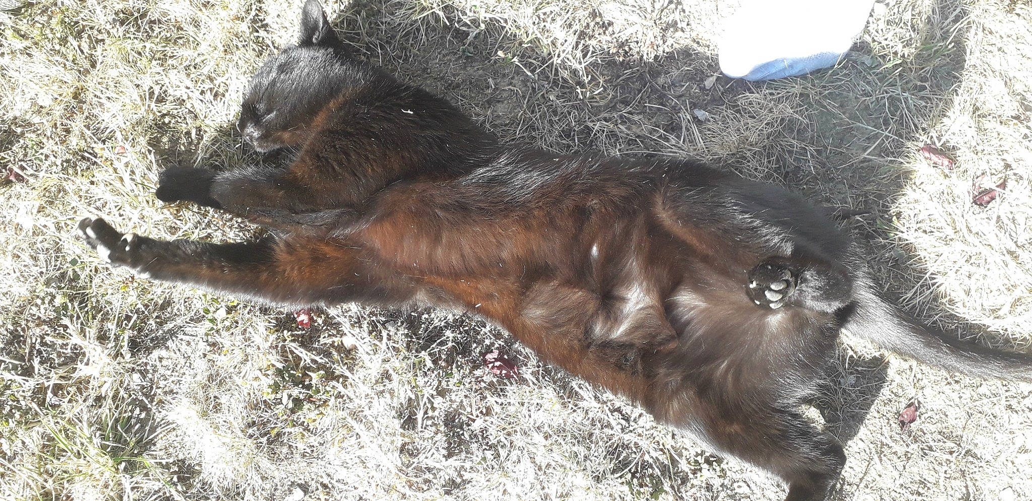 Mistik a rejoint le concours — aidez-le/la à gagner de superbes lots ! canidae, carnivore, dog_breed, fawn, snout