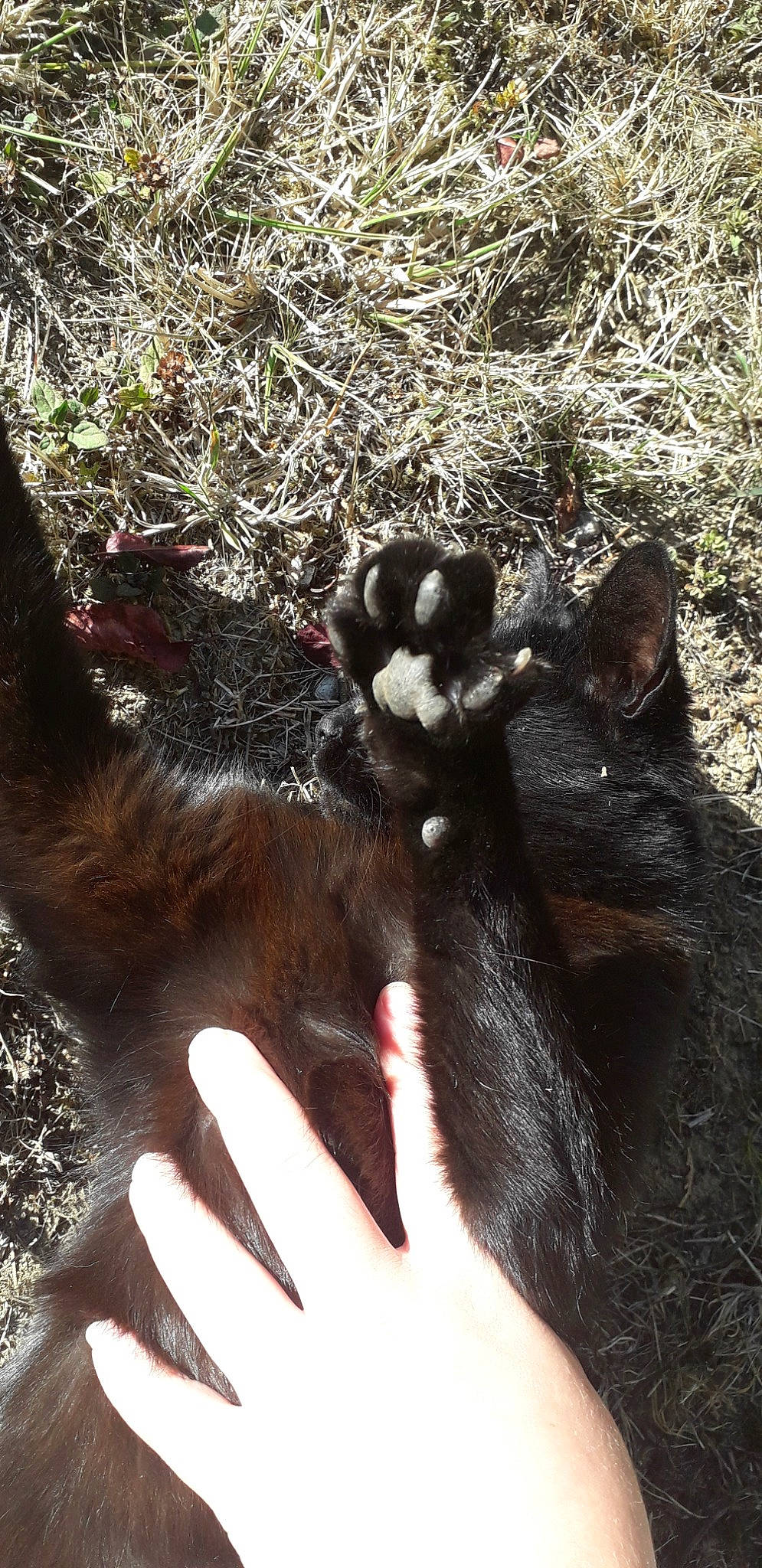 Mistik participe au concours pour gagner de l'argent avec cette photo : canidae, carnivore, hand, paw, snout, tail