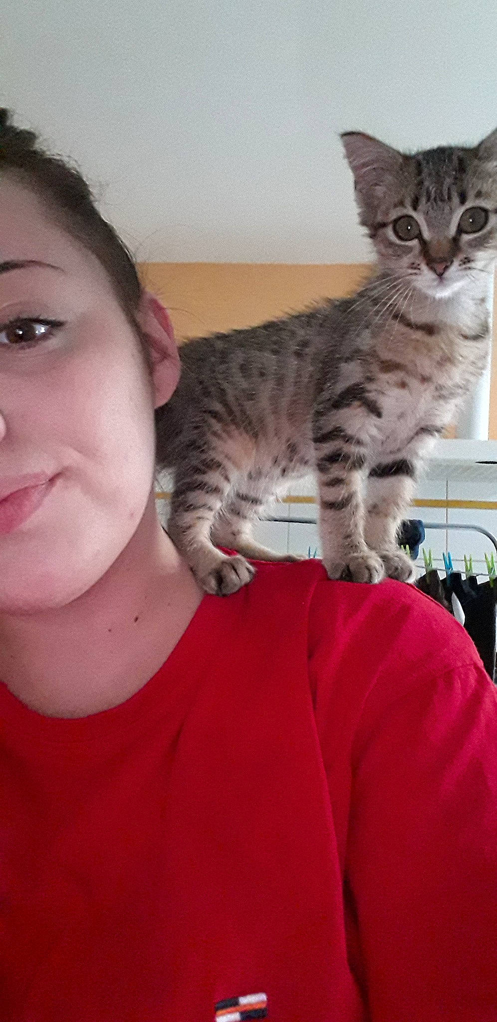 Nala a rejoint le concours — aidez-le/la à gagner de superbes lots ! american_shorthair, asian, australian_mist, california_spangled, carnivore, cat, domestic_short_haired_cat, dragon_li, egyptian_mau, european_shorthair, felidae, kitten, mammal, oriental_shorthair, pixie_bob, small_to_medium_sized_cats, tabby_cat, toyger, vertebrate, whiskers