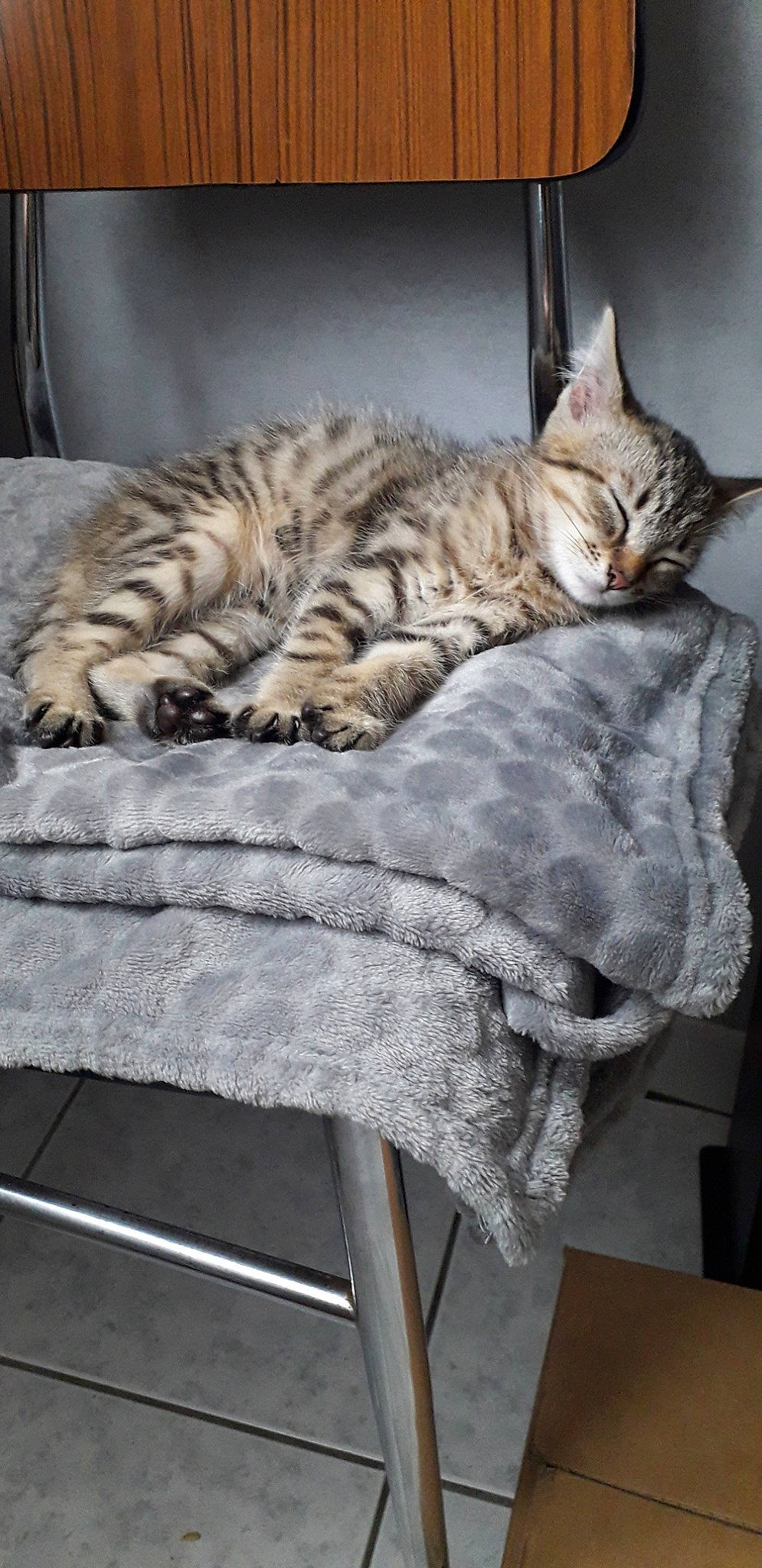 Nala a rejoint le concours — aidez-le/la à gagner de superbes lots ! american_shorthair, asian, australian_mist, bengal, california_spangled, carnivore, cat, domestic_short_haired_cat, dragon_li, egyptian_mau, european_shorthair, felidae, kitten, mammal, ocicat, pixie_bob, small_to_medium_sized_cats, tabby_cat, toyger, whiskers