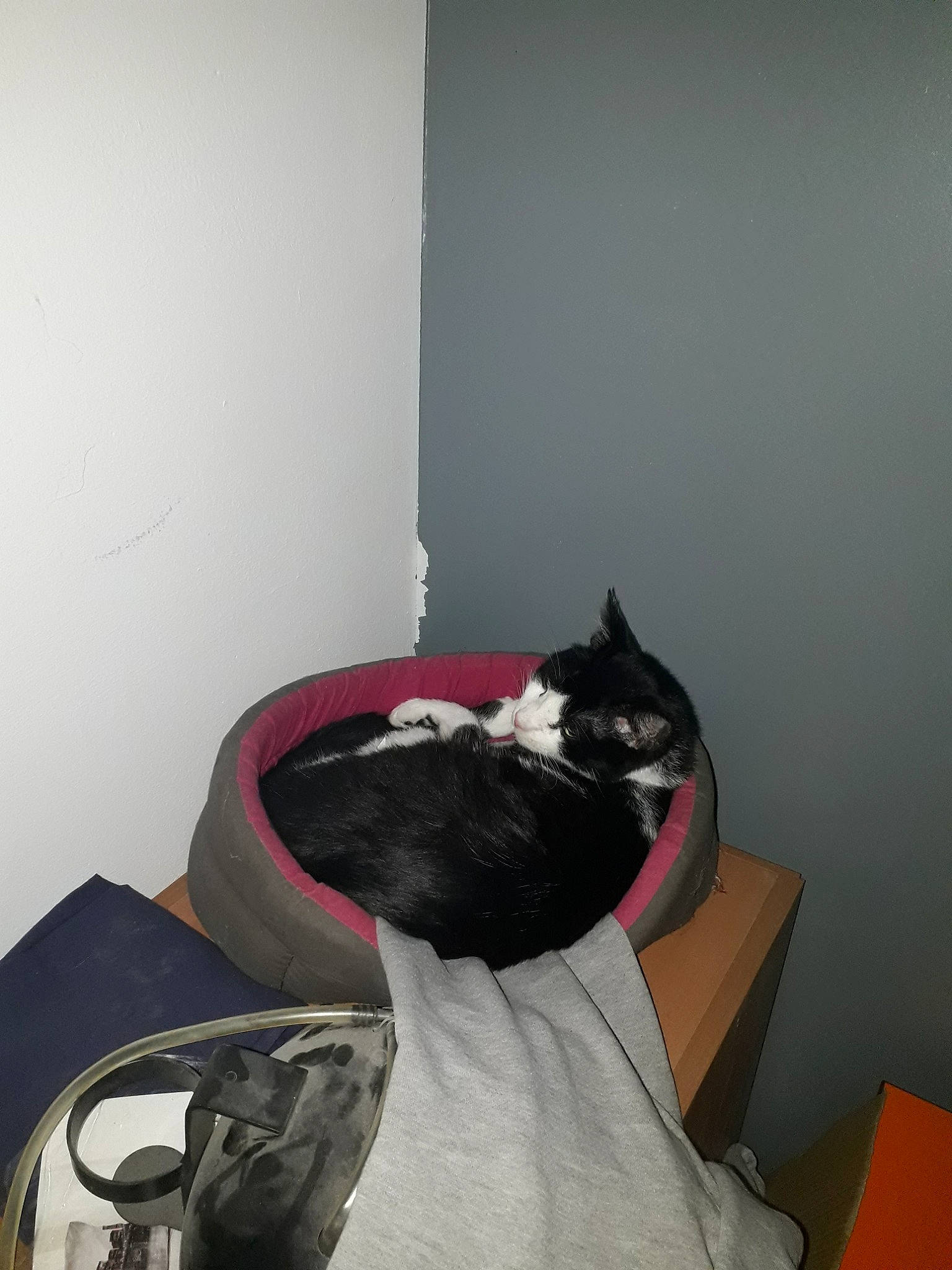 Oréo a rejoint le concours — aidez-le/la à gagner de superbes lots ! black_cat, carnivore, cat, comfort, domestic_short_haired_cat, felidae, furniture, room, small_to_medium_sized_cats, tail, whiskers