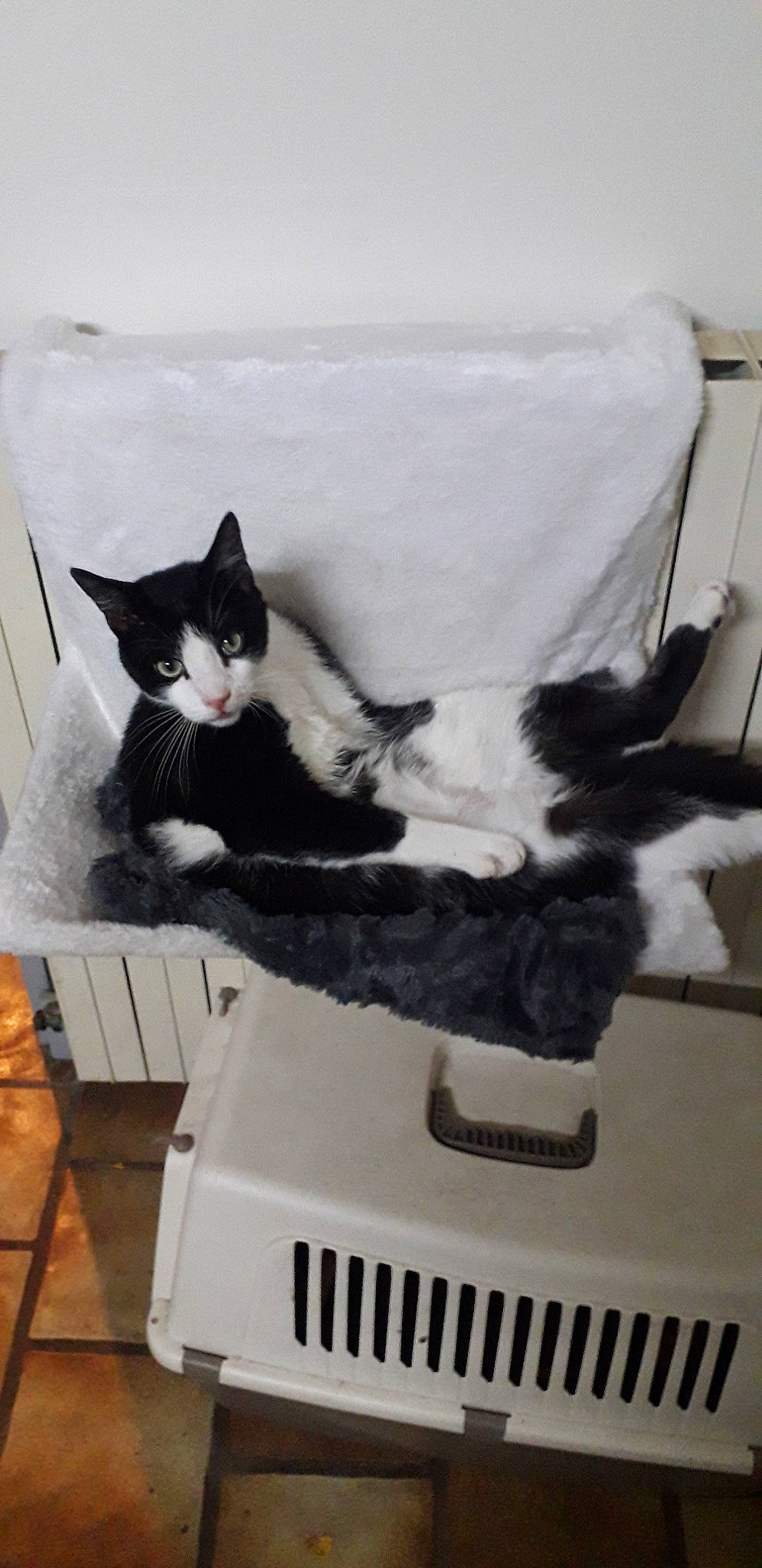 Oréo a rejoint le concours — aidez-le/la à gagner de superbes lots ! black_and_white, black_cat, carnivore, cat, domestic_short_haired_cat, european_shorthair, felidae, fur, kitten, polydactyl_cat, small_to_medium_sized_cats, tail, whiskers