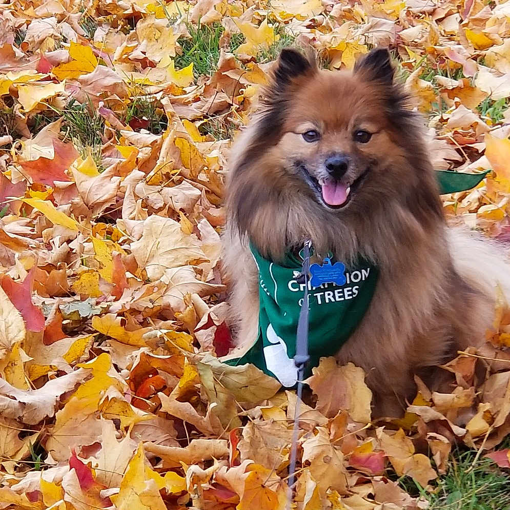 Bully is registered to the contest to win money with this photo: autumn, canidae, carnivore, dog, dog_breed, fawn, german_spitz, german_spitz_klein, german_spitz_mittel, leaf, mammal, non_sporting_group, plant, pomeranian, puppy, spitz, toy_dog, tree, volpino_italiano