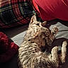 Bb joined the competition — help win amazing prizes! cat, tabby, feline, pet, animal, sleeping, lounging, upside_down, paws, whiskers, fur, striped, cozy, blanket, cushion, indoors, sunlight, relaxed, cute, photography