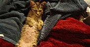 Bb joined the competition — help win amazing prizes! cat, kitten, tabby, animal, pet, feline, sleeping, lying_down, stretched, blanket, bed, textile, cozy, indoors, portrait, vertical, brown, striped, whiskers, relaxed