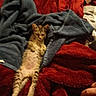 cat, kitten, tabby, animal, pet, feline, sleeping, lying_down, stretched, blanket, bed, textile, cozy, indoors, portrait, vertical, brown, striped, whiskers, relaxed