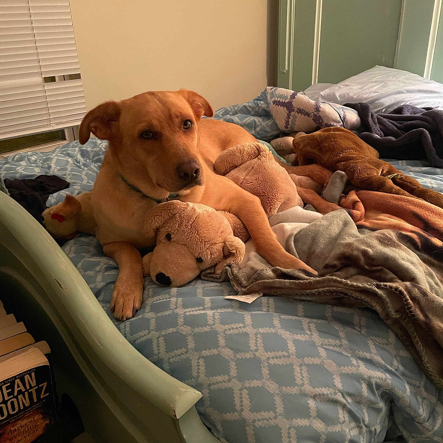 Cheddar joined the competition — help win amazing prizes! animal_shelter, bedding, canidae, carnivore, comfort, companion_dog, dog, dog_breed, dog_supply, fawn, flooring, linens, pet_supply, room, snout, sporting_group, toy, window_blind, wood, working_animal