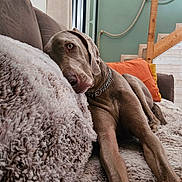 Paco a rejoint le concours — aidez-le/la à gagner de superbes lots ! dog, couch, blanket, indoor, pet, relaxed, fur, chain_collar, stairs, pillow, home_interior, wood, window, curtain, floor, furniture, cozy, animal, laying, domestic